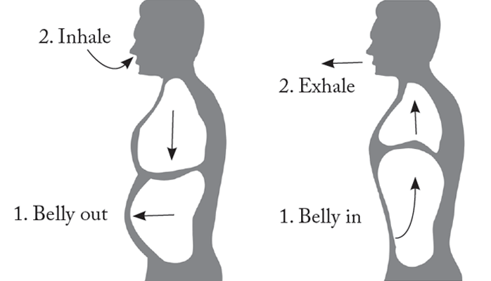 Mechanics of Belly Breathing